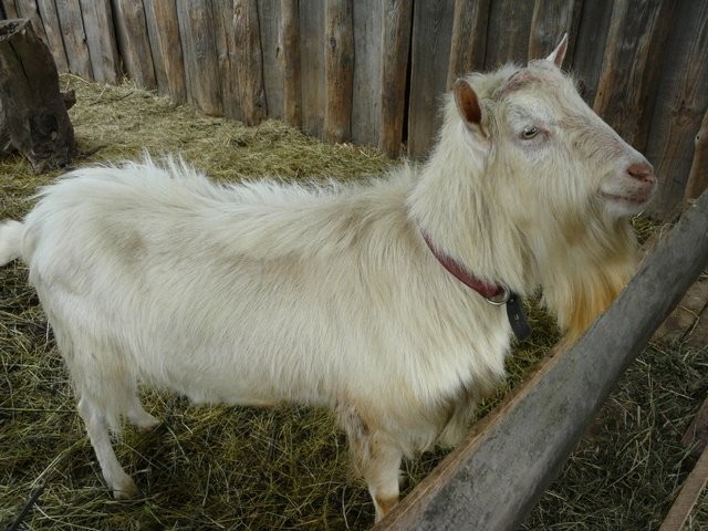 Kozioł bezrogi 2-letni — zdjęcie 1