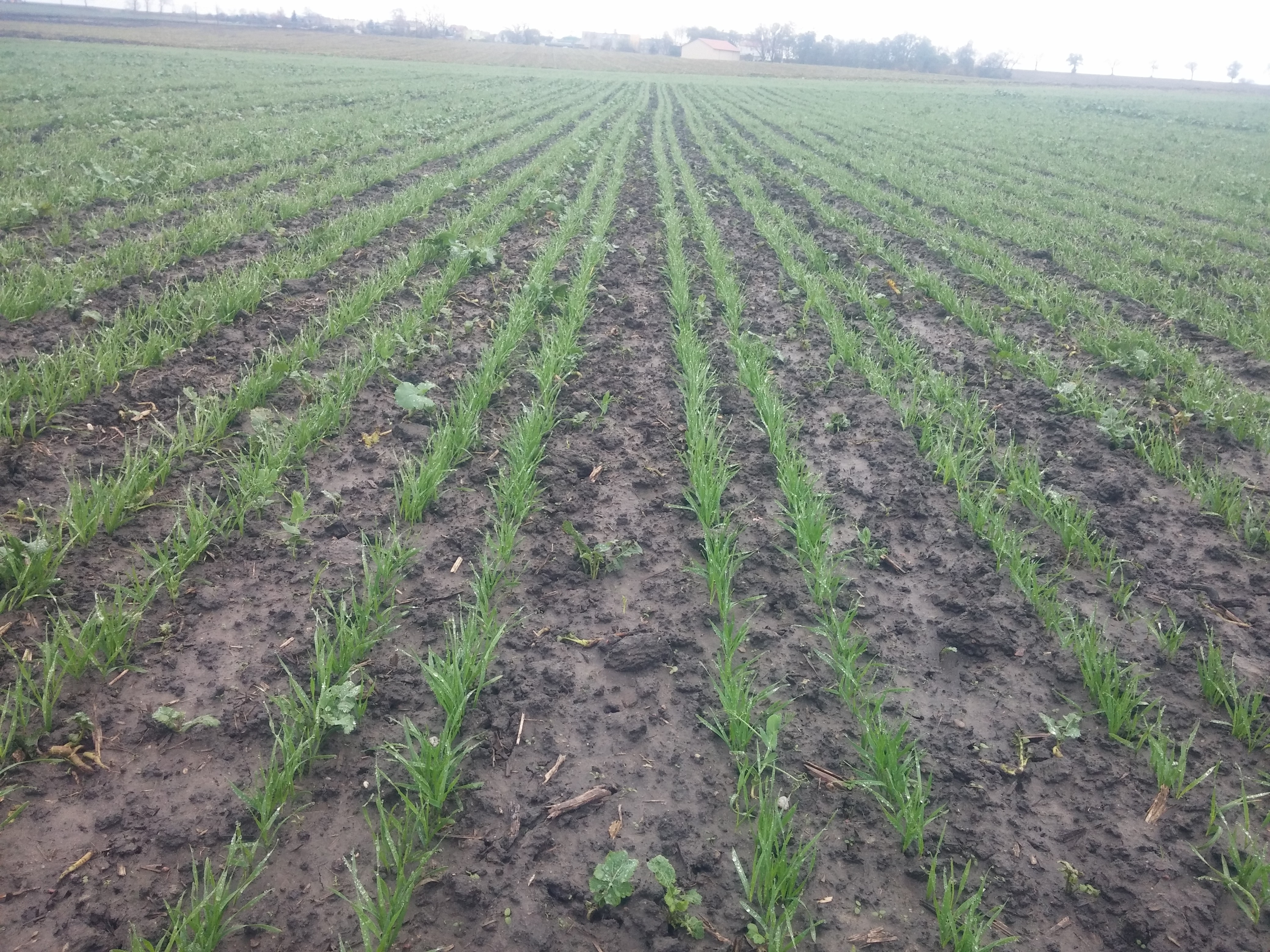 Horsch Pronto 3DC, 1-właściciel, od rolnika — zdjęcie 8