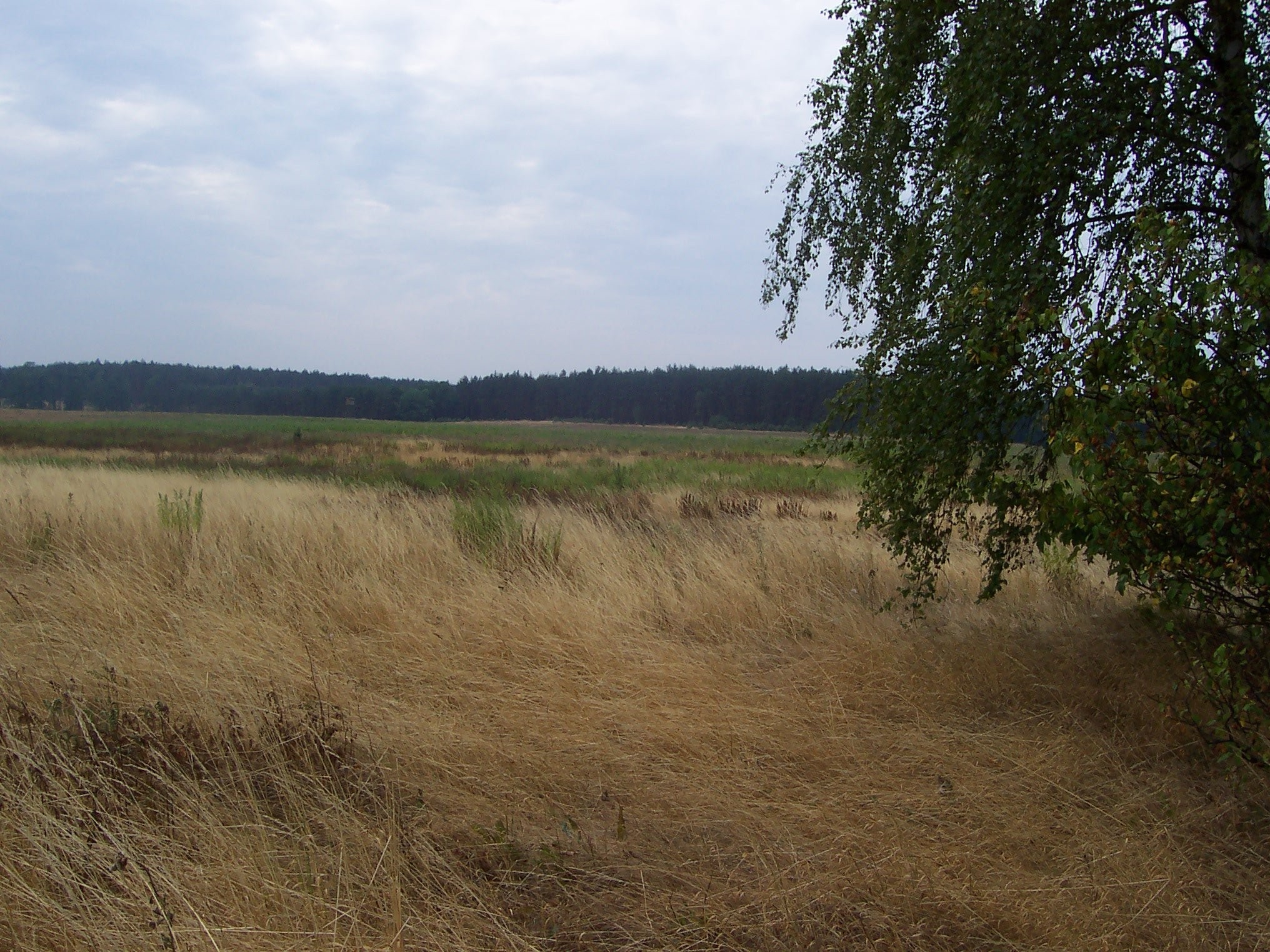 Sprzedam działkę inwestycyjną w lubuskim przy A-2 — zdjęcie 2