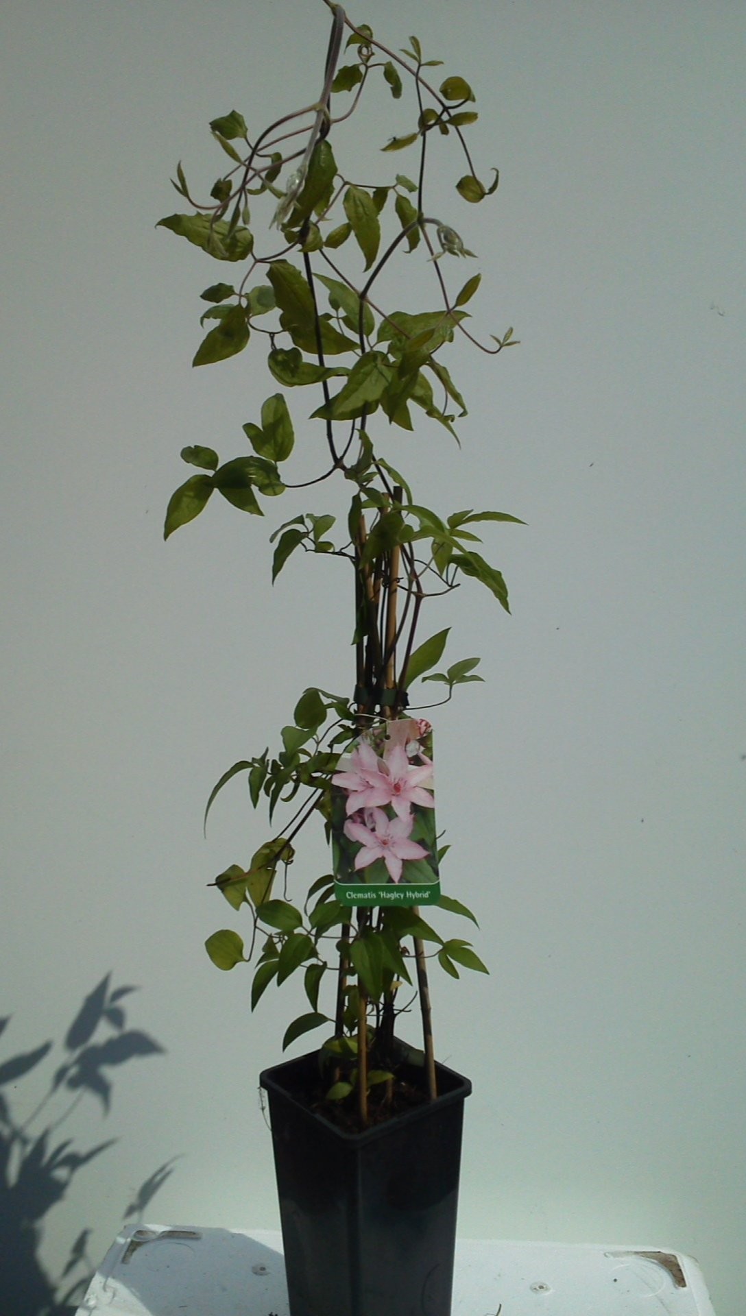Clematis (powojnik) — zdjęcie 1