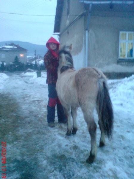 Konik polski odsadek oraz inne — zdjęcie 1