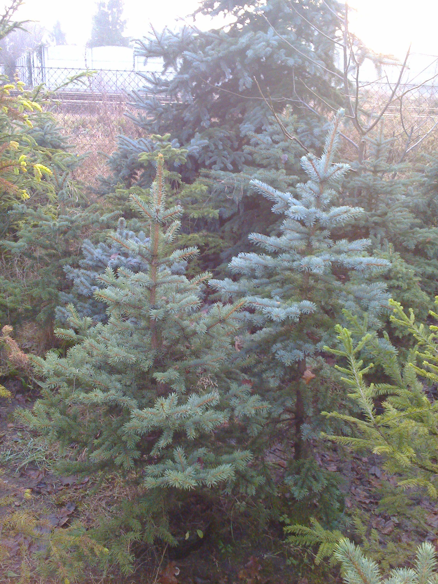 Choinki świerkowe — zdjęcie 5
