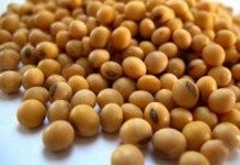 Sell flax, vetch, field peas, millet, soybeans, so — zdjęcie 6