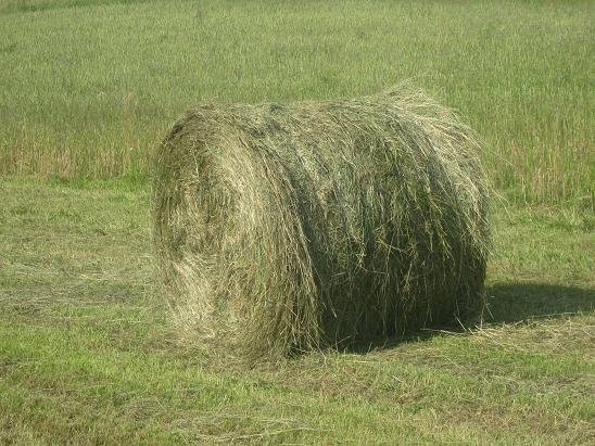 sprzedam siano po pierwszym pokosie