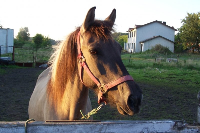 Klacz Konik Polski — zdjęcie 1