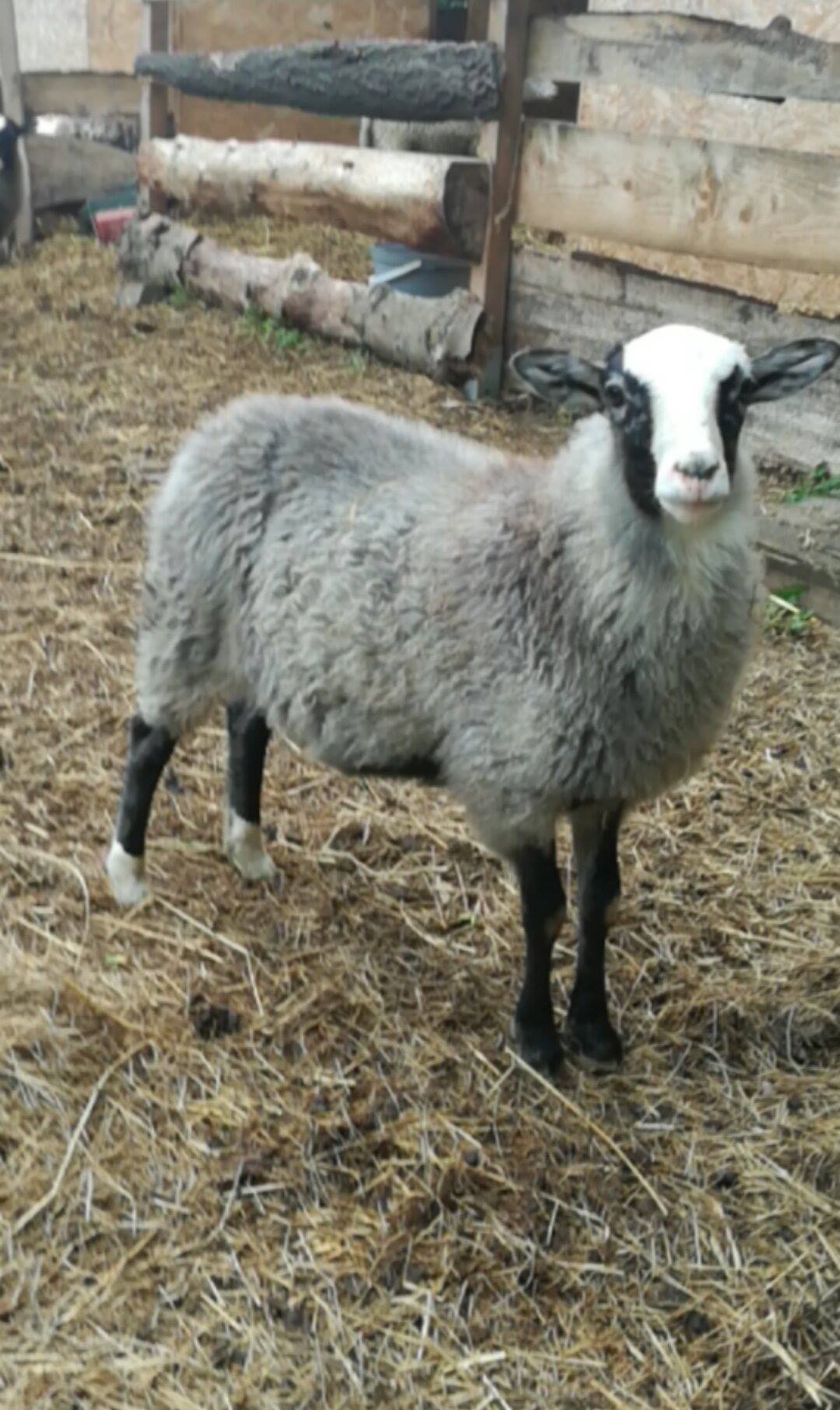owca romanowska - jarki 2017 — zdjęcie 1