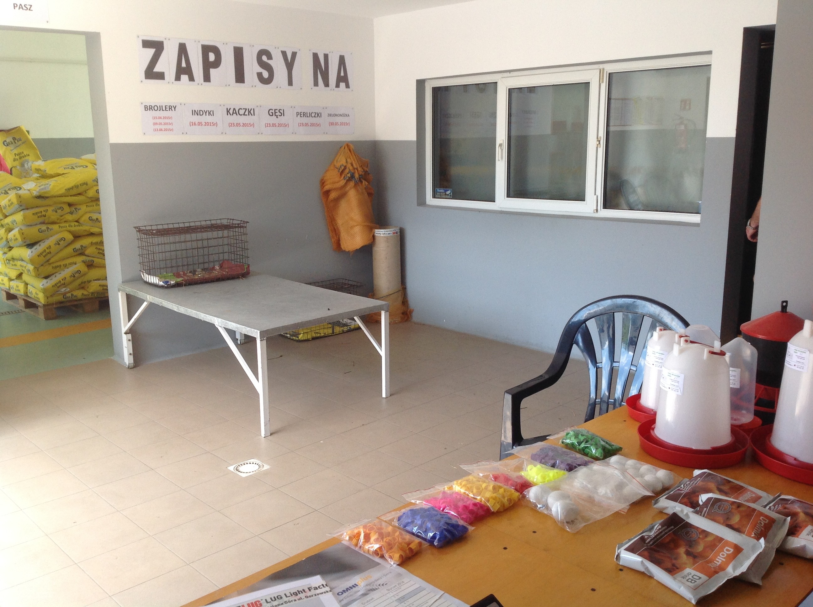  Kurczęta odchowane Świętokrzyskie Starachowice Mirzec  — zdjęcie 7