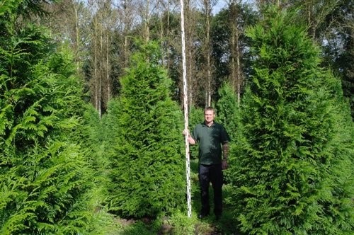 Thuja Smaragd,Brabant Przed Podwyżką!100cm- 350cm — zdjęcie 2