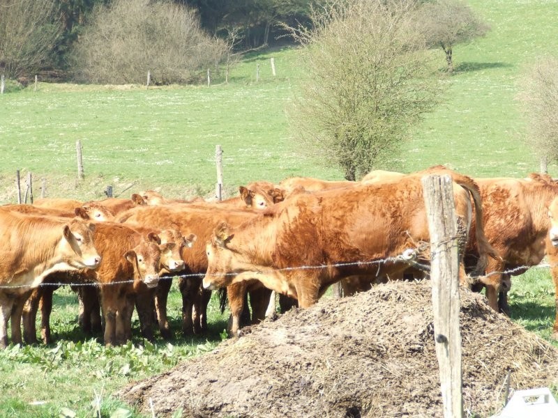 100% limousin jałówki tanio — zdjęcie 1