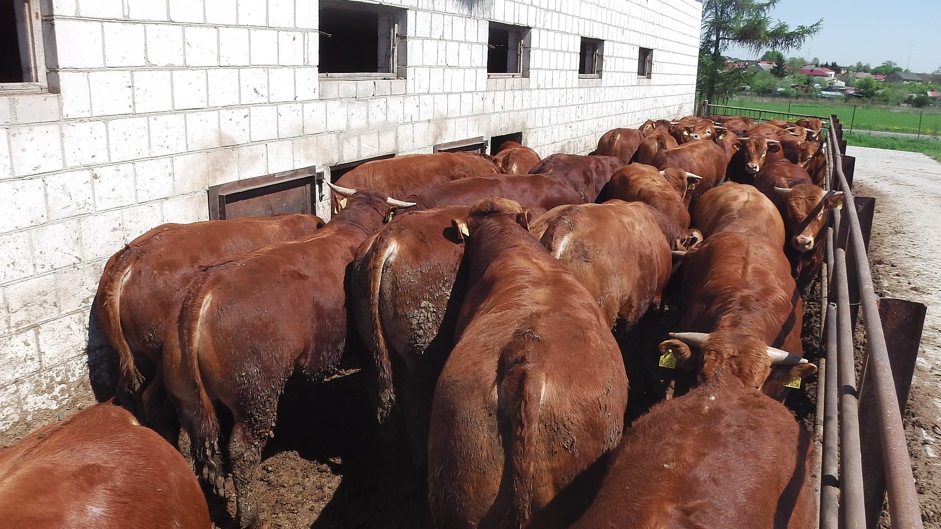 Byki Bydło Limousin 100% — zdjęcie 1
