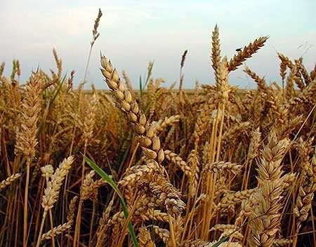 Sprzedam słome po kombajnie (prosto z pola)