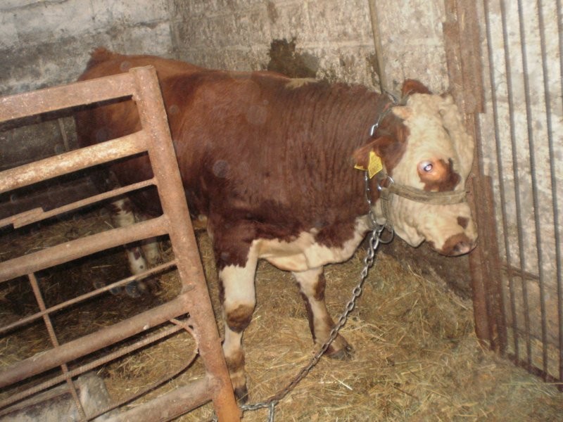 sprzedam byka 400kilo — zdjęcie 4