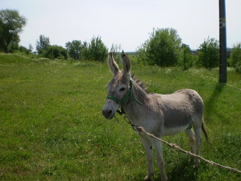 Gospodarstwo Agroturystyczne Arka Noego — zdjęcie 5