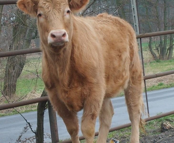 sprzedam jałówkę 75% Limousine — zdjęcie 1