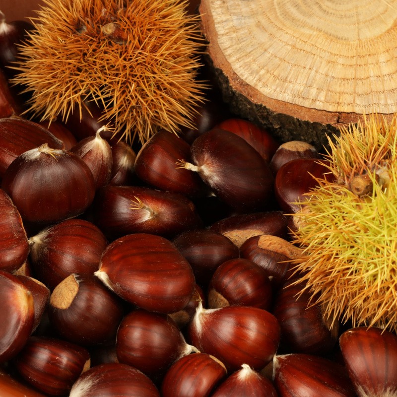 KASZTANY JADALNE / MARONY/ Castanea sativa /Polska — zdjęcie 3