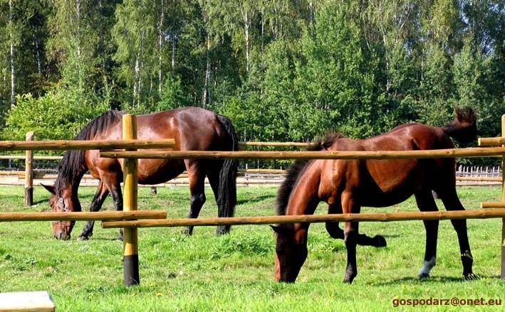 Poszukuję gospodarza/zarządcy do gospodarstwa rolnego (dolnośląskie)