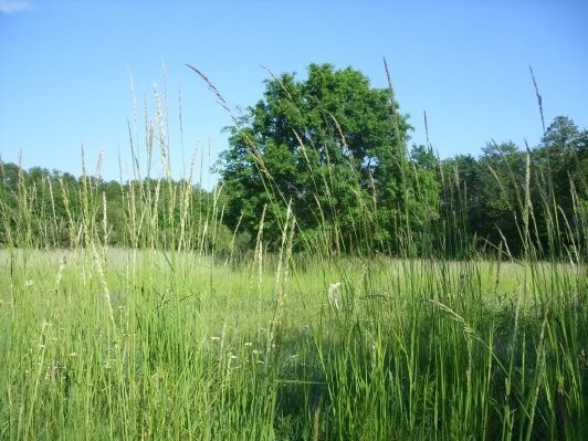 SPRZEDAM ZIEMIE 11ha