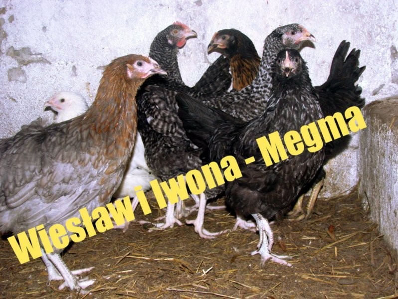 Sprzedam kury nioski, kaczki, brojlery, koguty — zdjęcie 1