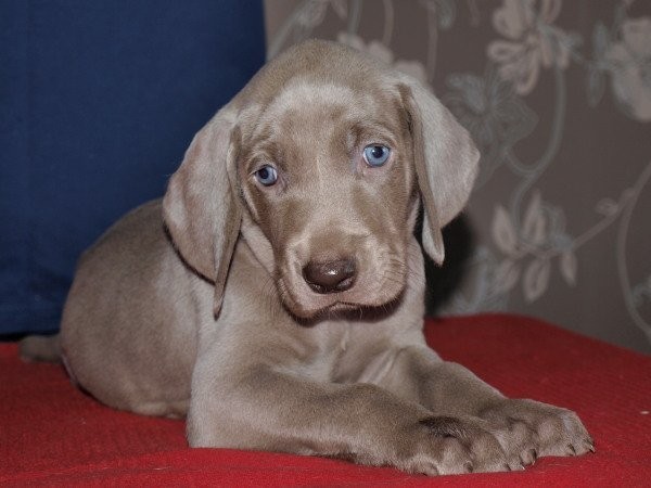 Wyżeł weimarski - weimaraner puppies — zdjęcie 5