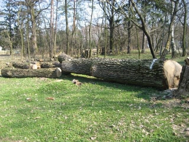 Kłody topolowe wysokiej klasy... — zdjęcie 3