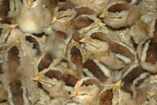 Kurczęta zielononóżki kuropatwiane — zdjęcie 1