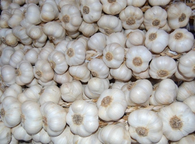 Sprzedam czosnek WIOSENNY jarus do masarni! 5zl/kg — zdjęcie 1