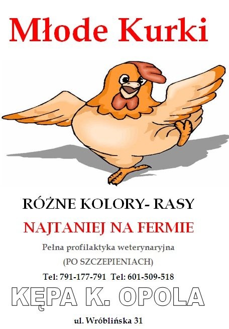 Młode Kurki kury kurczaki nioski