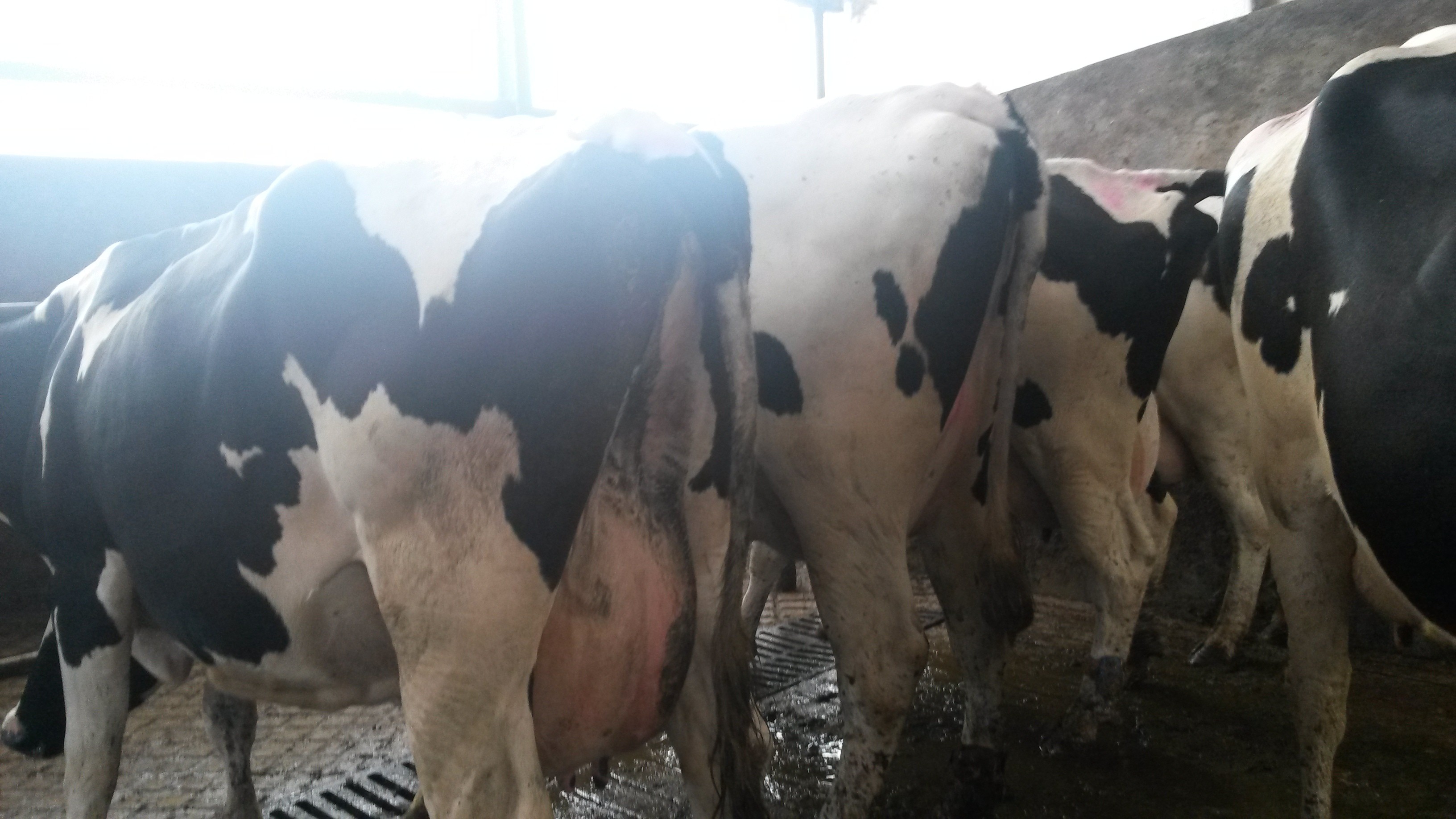 Krowy i Jałówki w Atrakcyjnym Kredycie — zdjęcie 2