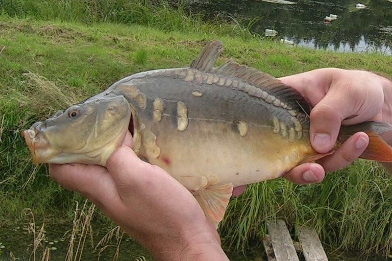 KARP KRÓLEWSKI — zdjęcie 1