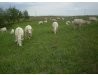 Charolais 100% Sprzedam — zdjęcie 1
