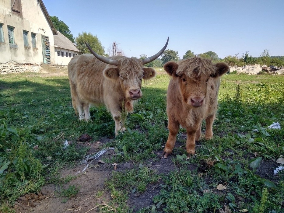 Highland Cattle Szkockie Górskie stado 14 matek, 2 byki zarodowe — zdjęcie 6