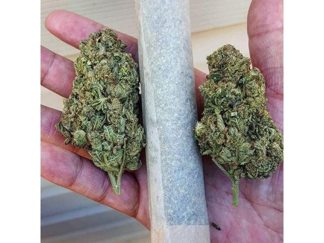 Medical Marijuana and Cannabis Oil for sale