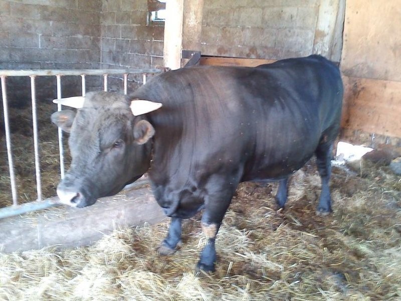 Byk 750kg — zdjęcie 1