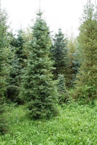 DRZEWA ŚWIĄTECZNE, CHOINKI (2-5m) OD PRODUCENTA! — zdjęcie 1