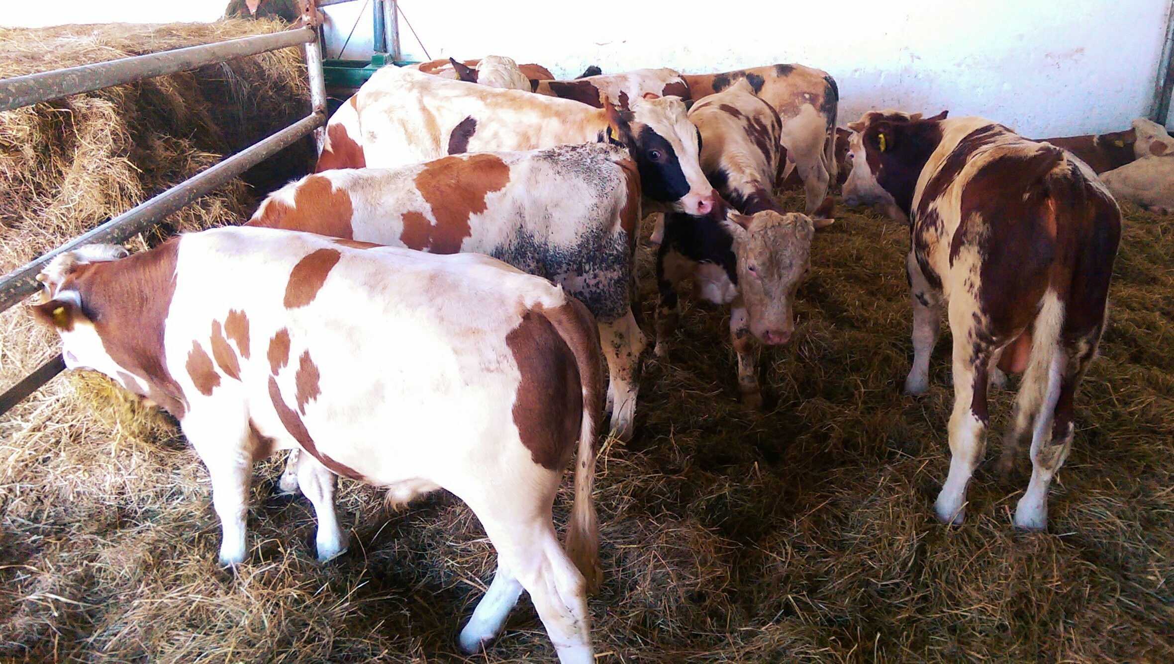 Byki, odsadki(240-350kg)ras mięsnych, simental, mieszanki
