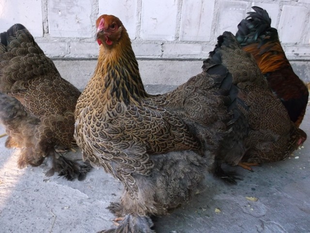 Brahma kuropatwiana brahmy drób jajka jaja kurczaki kura  — zdjęcie 2