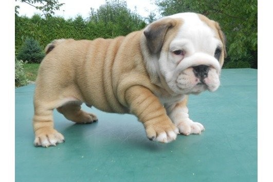 Wunderschöne, extra runzelige Englische Bulldogge- — zdjęcie 2