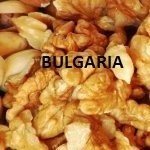 ORZECH WŁOSKI ŁUSKANY NAJWYZSZA JAKOŚĆ HURT — zdjęcie 1