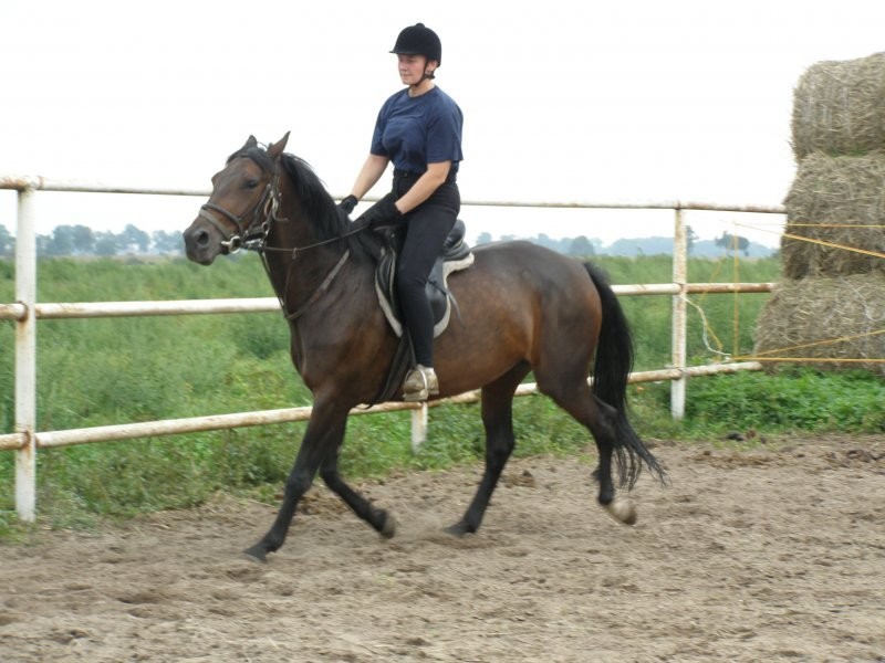 klacz 6 letni  Wlkp — zdjęcie 4