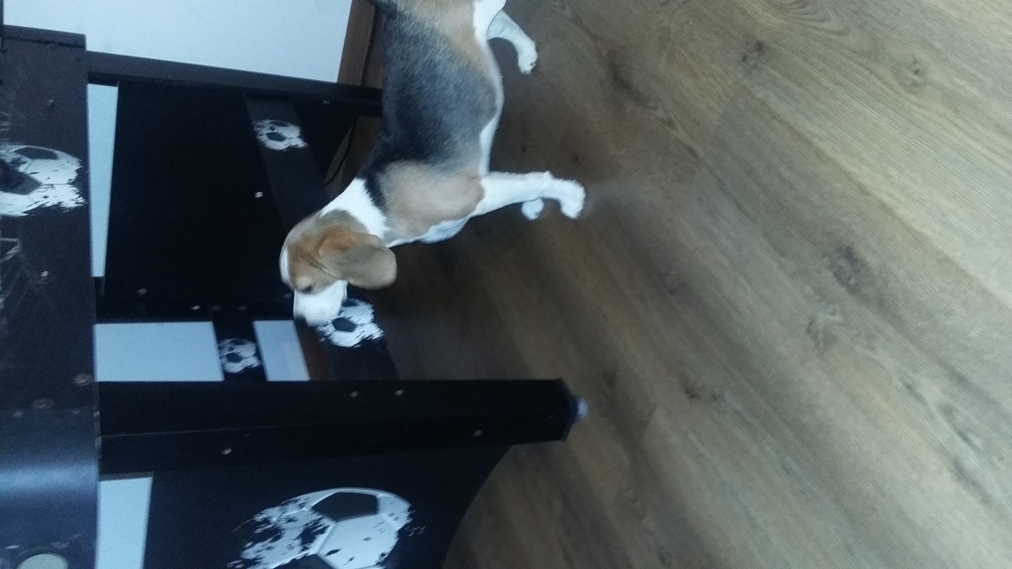 Beagle z rodowodem ZKwP/FCI — zdjęcie 4