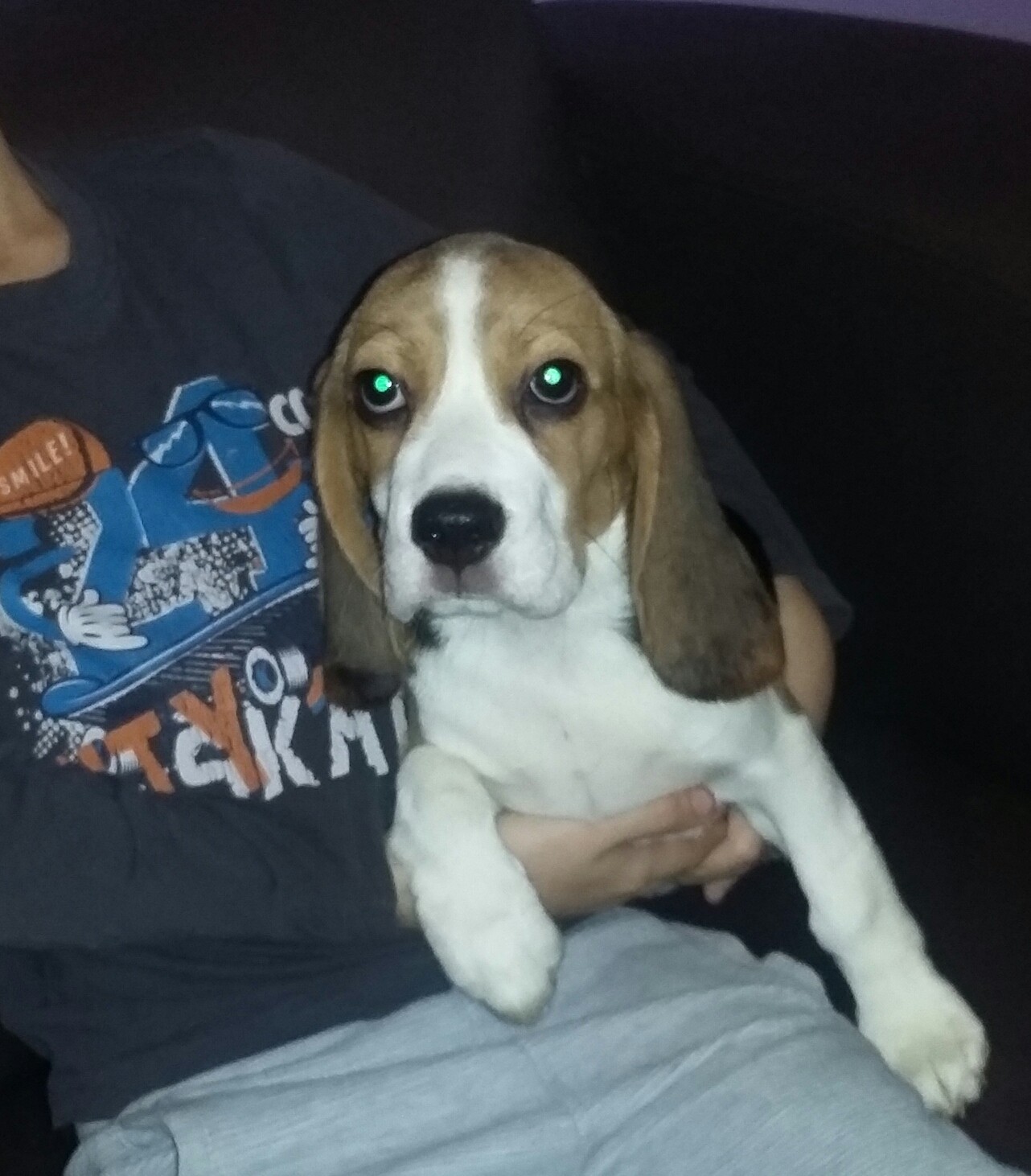 Beagle z rodowodem ZKwP/FCI — zdjęcie 2
