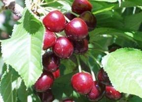 Kirschen verkaufen / Cherries for sale — zdjęcie 3