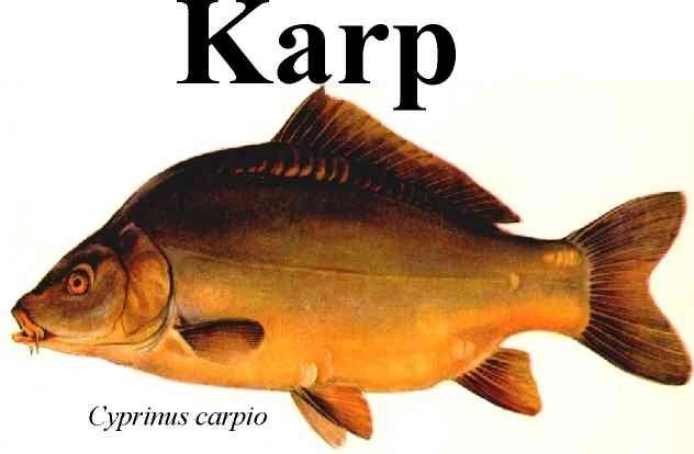 Sprzedam Karpia