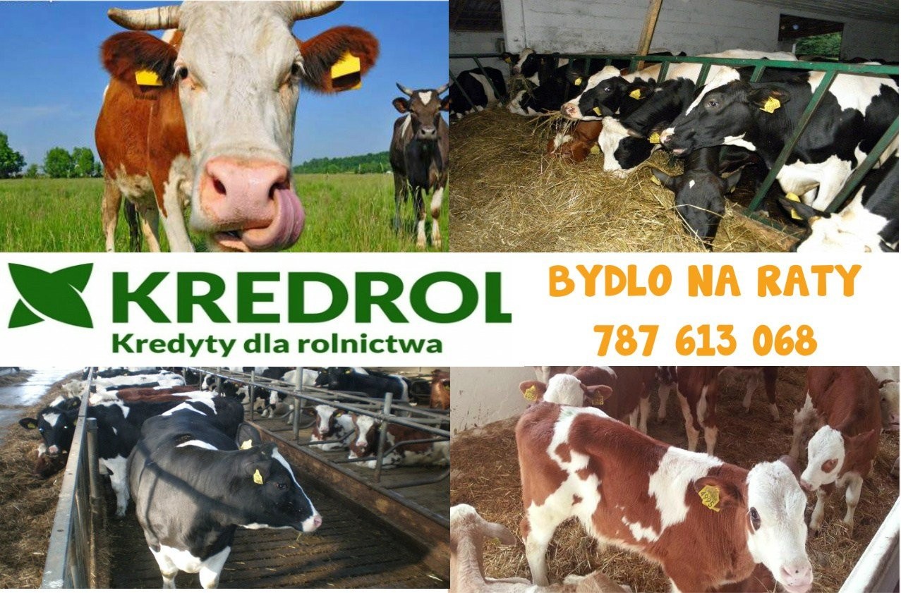 Bydło mięsne mleczne NA RATY Hf Simental Montbelia