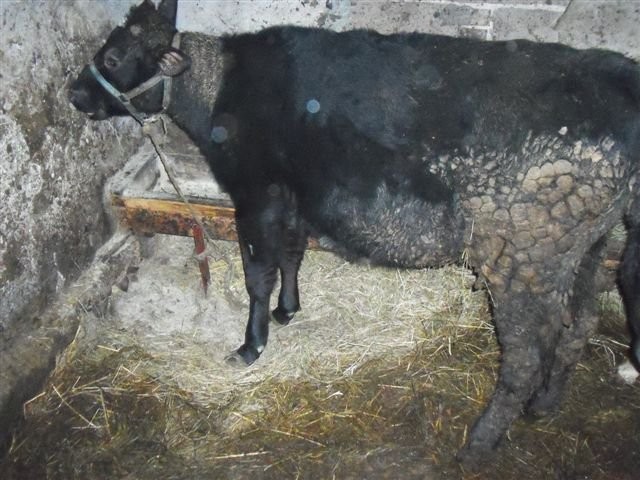 dwie jałówki — zdjęcie 5
