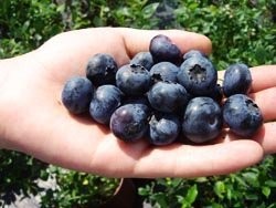 Borówka w różnych odmianach i wielkościach — zdjęcie 4