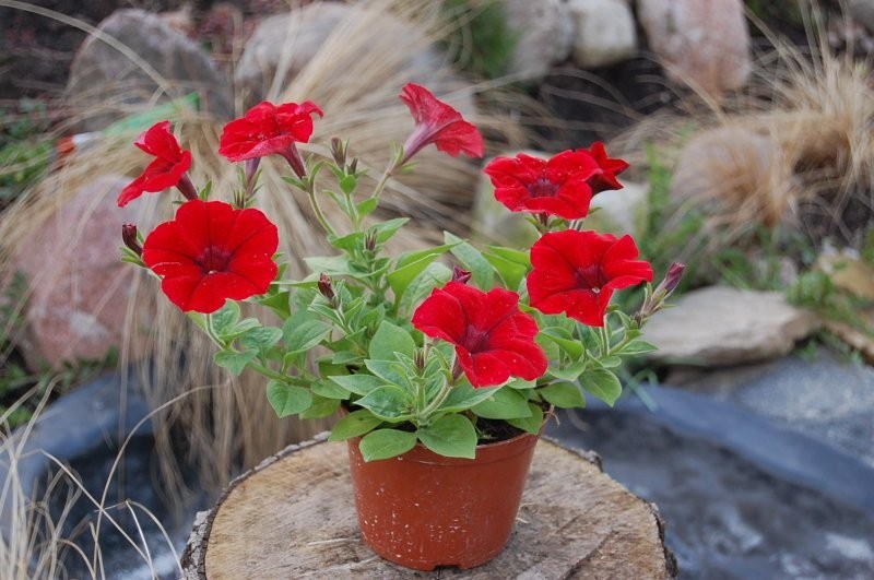 Pelargonie sprzedam hurtowo ? producent — zdjęcie 5