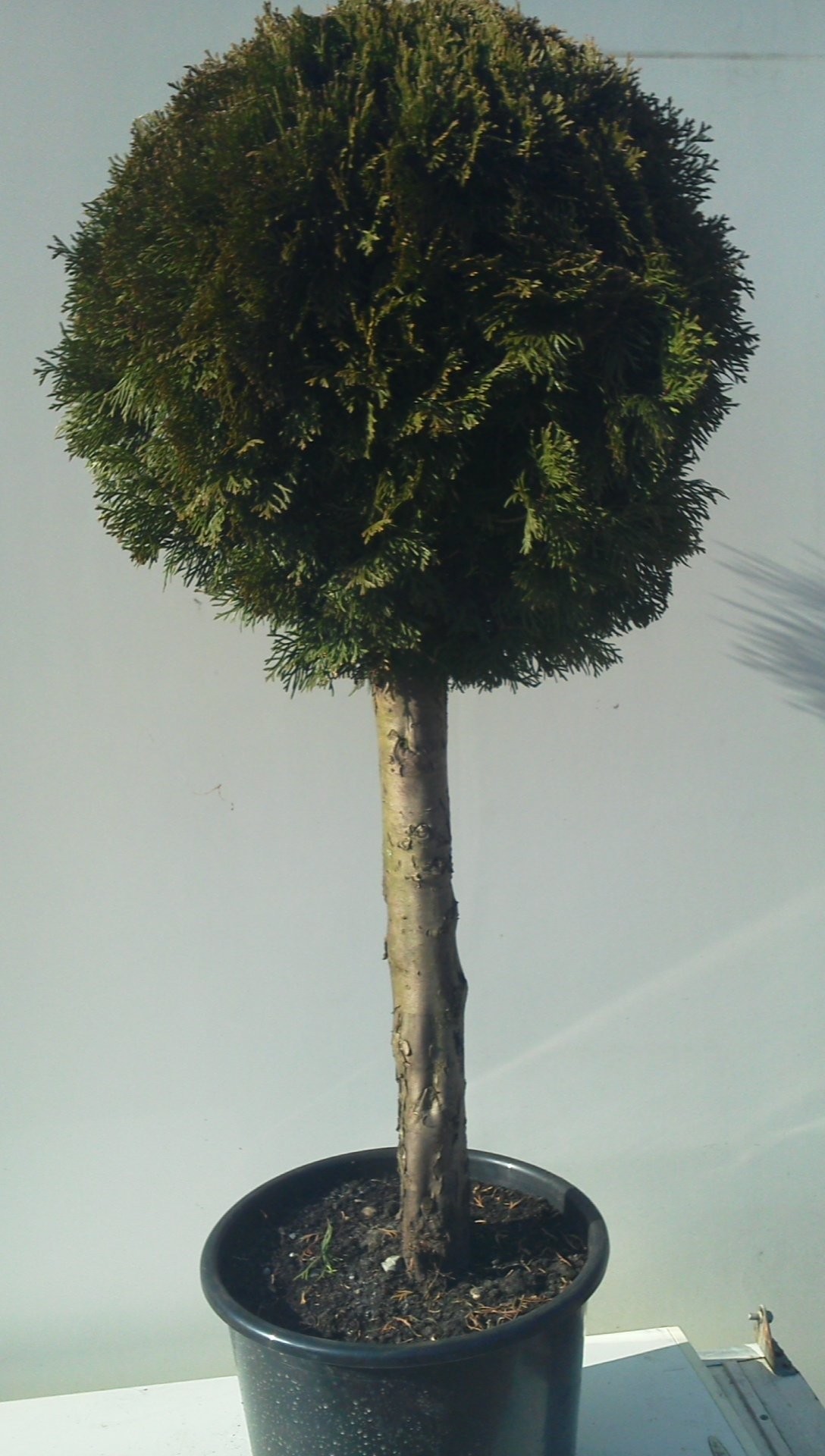 Thuja Smaragd Formowana — zdjęcie 1