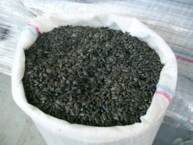 Ukraina.Slonecznik 1,7 zl/kg konfekcyjny od producenta.Soczewica,zboza