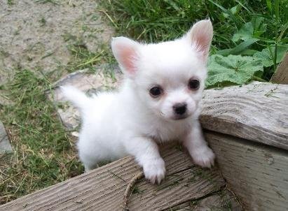 szczenięta czystej rasy chihuahua